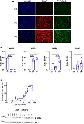 Genetic knockout of NTRK2 by CRISPR/Cas9 decreases neurogenesis and favors glial progenitors during differentiation of neural progenitor stem cells